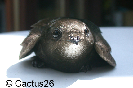 Gebäudebrüter-Nisthilfen